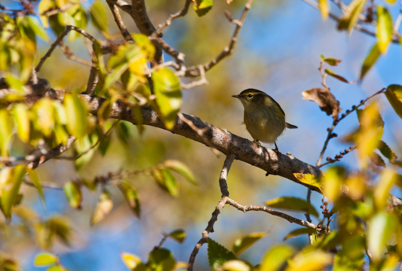 Pallas Warbler